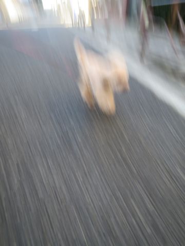 トイ・プードルペットホテル都内フントヒュッテ駒込犬おあずかり様子おさんぽ文京区hundehutte東京ペットホテル画像ドッグホテル日記トイプーレッド犬ホテル_6.jpg