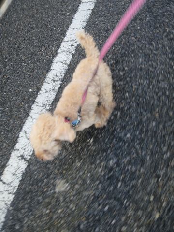 トイ・プードルペットホテル都内フントヒュッテ駒込犬おあずかり様子おさんぽ文京区hundehutte東京ペットホテル画像ドッグホテル日記トイプーレッド犬ホテル_7.jpg