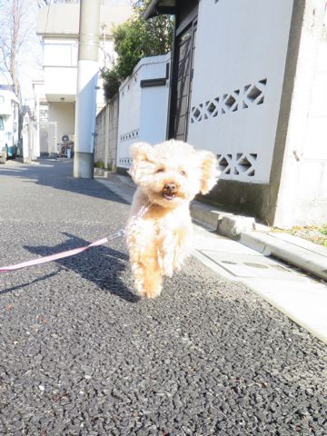 トイ・プードルペットホテル都内フントヒュッテ駒込犬おあずかり様子おさんぽ文京区hundehutte東京ペットホテル画像ドッグホテル日記トイプーレッド犬ホテル_8.jpg