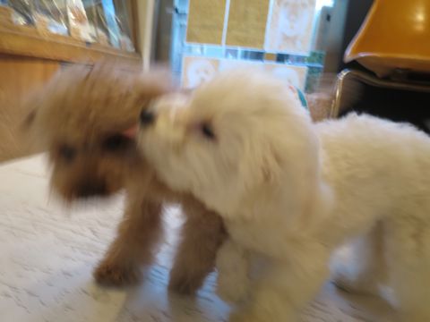トイ・プードルペットホテル都内フントヒュッテ駒込犬おあずかり様子おさんぽ文京区hundehutte東京ペットホテル画像ドッグホテル日記トイプーレッド犬ホテル_14.jpg