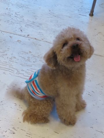 トイ・プードルペットホテル都内フントヒュッテ駒込犬おあずかり様子おさんぽ文京区hundehutte東京ペットホテル画像ドッグホテル日記トイプーレッド犬ホテル_15.jpg