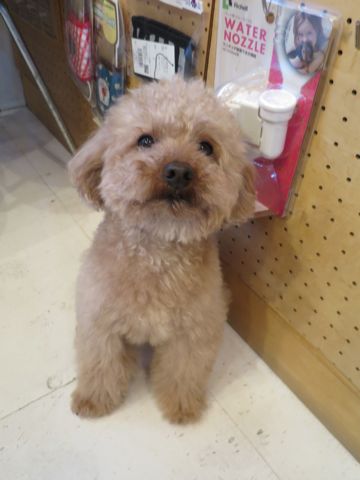 トイ・プードルペットホテル都内フントヒュッテ駒込犬おあずかり様子おさんぽ文京区hundehutte東京ペットホテル画像ドッグホテル日記トイプーレッド犬ホテル_16.jpg