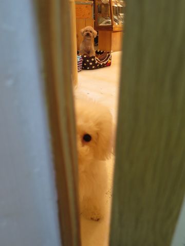 トイ・プードルペットホテル都内フントヒュッテ駒込犬おあずかり様子おさんぽ文京区hundehutte東京ペットホテル画像ドッグホテル日記トイプーレッド犬ホテル_17.jpg