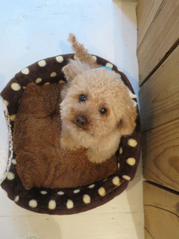 トイ・プードルペットホテル都内フントヒュッテ駒込犬おあずかり様子おさんぽ文京区hundehutte東京ペットホテル画像ドッグホテル日記トイプーレッド犬ホテル_18.jpg