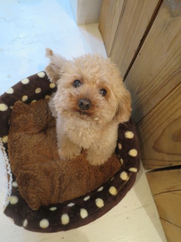 トイ・プードルペットホテル都内フントヒュッテ駒込犬おあずかり様子おさんぽ文京区hundehutte東京ペットホテル画像ドッグホテル日記トイプーレッド犬ホテル_19.jpg