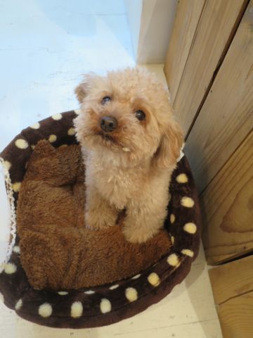 トイ・プードルペットホテル都内フントヒュッテ駒込犬おあずかり様子おさんぽ文京区hundehutte東京ペットホテル画像ドッグホテル日記トイプーレッド犬ホテル_20.jpg