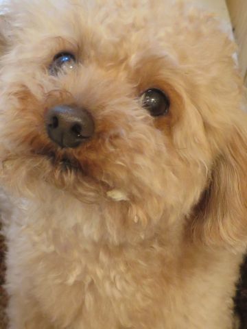 トイ・プードルペットホテル都内フントヒュッテ駒込犬おあずかり様子おさんぽ文京区hundehutte東京ペットホテル画像ドッグホテル日記トイプーレッド犬ホテル_21.jpg