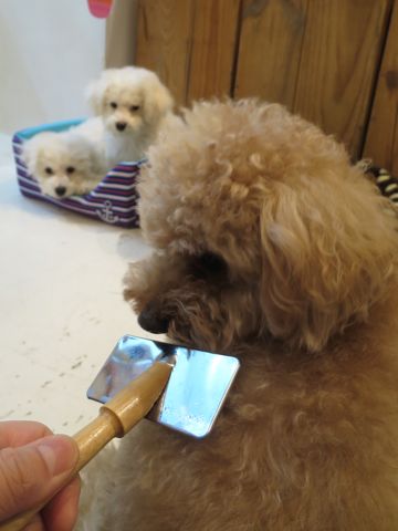 トイ・プードルペットホテル都内フントヒュッテ駒込犬おあずかり様子おさんぽ文京区hundehutte東京ペットホテル画像ドッグホテル日記トイプーレッド犬ホテル_23.jpg