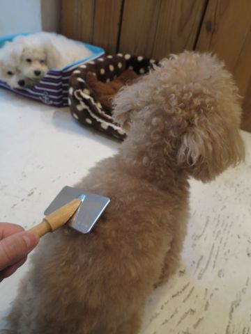 トイ・プードルペットホテル都内フントヒュッテ駒込犬おあずかり様子おさんぽ文京区hundehutte東京ペットホテル画像ドッグホテル日記トイプーレッド犬ホテル_24.jpg