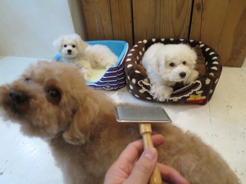 トイ・プードルペットホテル都内フントヒュッテ駒込犬おあずかり様子おさんぽ文京区hundehutte東京ペットホテル画像ドッグホテル日記トイプーレッド犬ホテル_25.jpg