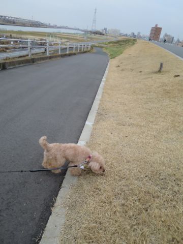トイ・プードルペットホテル都内フントヒュッテ駒込犬おあずかり様子おさんぽ文京区hundehutte東京ペットホテル画像ドッグホテル日記トイプーレッド犬ホテル_28.jpg