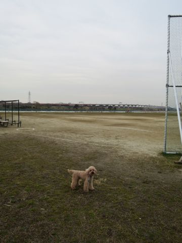 トイ・プードルペットホテル都内フントヒュッテ駒込犬おあずかり様子おさんぽ文京区hundehutte東京ペットホテル画像ドッグホテル日記トイプーレッド犬ホテル_30.jpg