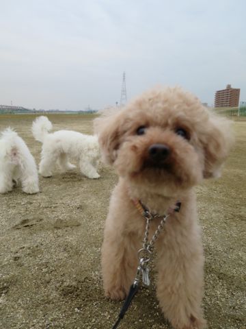 トイ・プードルペットホテル都内フントヒュッテ駒込犬おあずかり様子おさんぽ文京区hundehutte東京ペットホテル画像ドッグホテル日記トイプーレッド犬ホテル_33.jpg