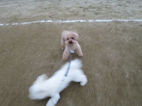 トイ・プードルペットホテル都内フントヒュッテ駒込犬おあずかり様子おさんぽ文京区hundehutte東京ペットホテル画像ドッグホテル日記トイプーレッド犬ホテル_37.jpg