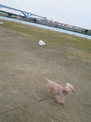 トイ・プードルペットホテル都内フントヒュッテ駒込犬おあずかり様子おさんぽ文京区hundehutte東京ペットホテル画像ドッグホテル日記トイプーレッド犬ホテル_39.jpg
