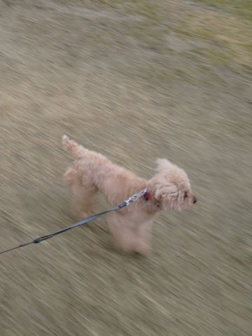 トイ・プードルペットホテル都内フントヒュッテ駒込犬おあずかり様子おさんぽ文京区hundehutte東京ペットホテル画像ドッグホテル日記トイプーレッド犬ホテル_40.jpg