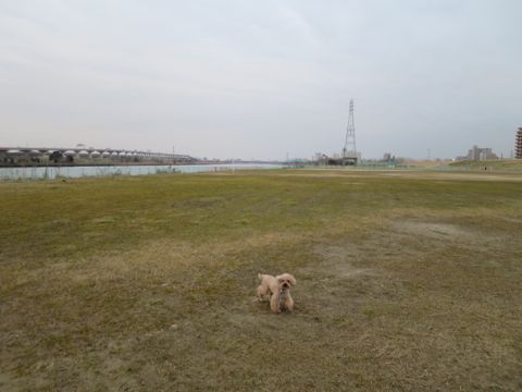 トイ・プードルペットホテル都内フントヒュッテ駒込犬おあずかり様子おさんぽ文京区hundehutte東京ペットホテル画像ドッグホテル日記トイプーレッド犬ホテル_41.jpg