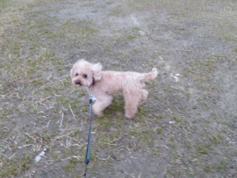 トイ・プードルペットホテル都内フントヒュッテ駒込犬おあずかり様子おさんぽ文京区hundehutte東京ペットホテル画像ドッグホテル日記トイプーレッド犬ホテル_43.jpg