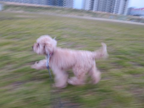 トイ・プードルペットホテル都内フントヒュッテ駒込犬おあずかり様子おさんぽ文京区hundehutte東京ペットホテル画像ドッグホテル日記トイプーレッド犬ホテル_44.jpg