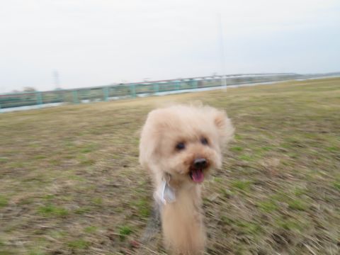 トイ・プードルペットホテル都内フントヒュッテ駒込犬おあずかり様子おさんぽ文京区hundehutte東京ペットホテル画像ドッグホテル日記トイプーレッド犬ホテル_45.jpg