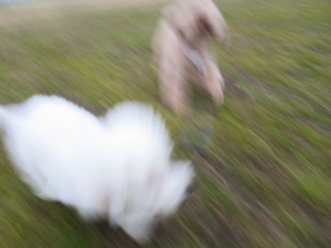 トイ・プードルペットホテル都内フントヒュッテ駒込犬おあずかり様子おさんぽ文京区hundehutte東京ペットホテル画像ドッグホテル日記トイプーレッド犬ホテル_47.jpg