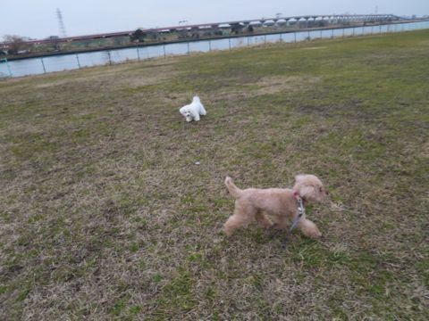 トイ・プードルペットホテル都内フントヒュッテ駒込犬おあずかり様子おさんぽ文京区hundehutte東京ペットホテル画像ドッグホテル日記トイプーレッド犬ホテル_48.jpg