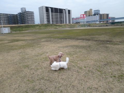 トイ・プードルペットホテル都内フントヒュッテ駒込犬おあずかり様子おさんぽ文京区hundehutte東京ペットホテル画像ドッグホテル日記トイプーレッド犬ホテル_49.jpg