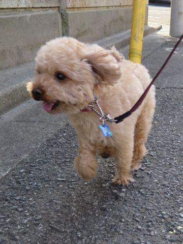 トイ・プードルペットホテル都内フントヒュッテ駒込犬おあずかり様子おさんぽ文京区hundehutte東京ペットホテル画像ドッグホテル日記トイプーレッド犬ホテル_114.jpg