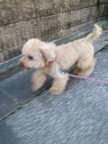トイ・プードルペットホテル都内フントヒュッテ駒込犬おあずかり様子おさんぽ文京区hundehutte東京ペットホテル画像ドッグホテル日記トイプーレッド犬ホテル_115.jpg