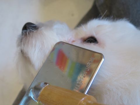 ビションフリーゼフントヒュッテ文京区駒込ビション子犬こいぬ赤ちゃん出産情報ビション父チャンピオン血統毛量オス子犬おんなのこ東京ビション画像性格かわいい_747.jpg