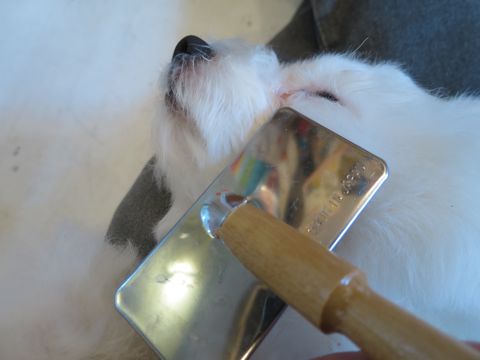 ビションフリーゼフントヒュッテ文京区駒込ビション子犬こいぬ赤ちゃん出産情報ビション父チャンピオン血統毛量オス子犬おんなのこ東京ビション画像性格かわいい_748.jpg