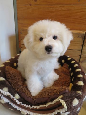 ビションフリーゼフントヒュッテ文京区駒込ビション子犬こいぬ赤ちゃん出産情報ビション父チャンピオン血統毛量オス子犬おんなのこ東京ビション画像性格かわいい_749.jpg