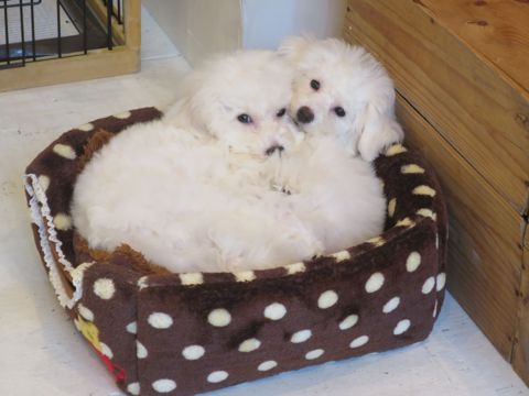 ビションフリーゼフントヒュッテ文京区駒込ビション子犬こいぬ赤ちゃん出産情報ビション父チャンピオン血統毛量オス子犬おんなのこ東京ビション画像性格かわいい_751.jpg