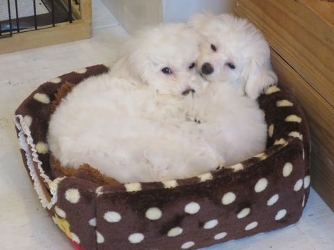 ビションフリーゼフントヒュッテ文京区駒込ビション子犬こいぬ赤ちゃん出産情報ビション父チャンピオン血統毛量オス子犬おんなのこ東京ビション画像性格かわいい_752.jpg