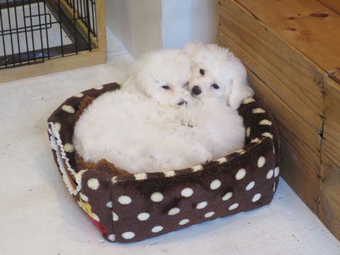 ビションフリーゼフントヒュッテ文京区駒込ビション子犬こいぬ赤ちゃん出産情報ビション父チャンピオン血統毛量オス子犬おんなのこ東京ビション画像性格かわいい_753.jpg