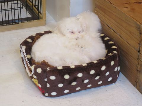 ビションフリーゼフントヒュッテ文京区駒込ビション子犬こいぬ赤ちゃん出産情報ビション父チャンピオン血統毛量オス子犬おんなのこ東京ビション画像性格かわいい_754.jpg