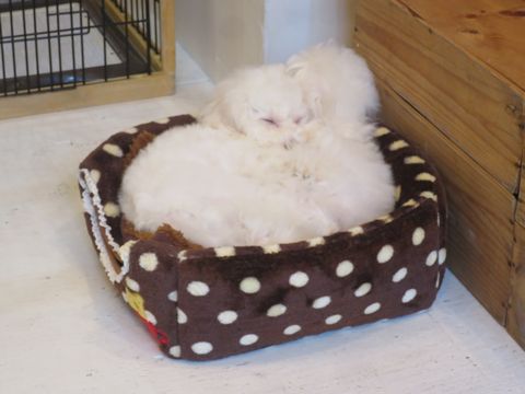 ビションフリーゼフントヒュッテ文京区駒込ビション子犬こいぬ赤ちゃん出産情報ビション父チャンピオン血統毛量オス子犬おんなのこ東京ビション画像性格かわいい_755.jpg
