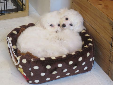 ビションフリーゼフントヒュッテ文京区駒込ビション子犬こいぬ赤ちゃん出産情報ビション父チャンピオン血統毛量オス子犬おんなのこ東京ビション画像性格かわいい_757.jpg