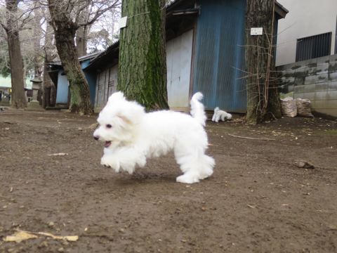 ビションフリーゼフントヒュッテ文京区駒込ビション子犬こいぬ赤ちゃん出産情報ビション父チャンピオン血統毛量オス子犬おんなのこ東京ビション画像性格かわいい_758.jpg