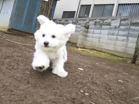 ビションフリーゼフントヒュッテ文京区駒込ビション子犬こいぬ赤ちゃん出産情報ビション父チャンピオン血統毛量オス子犬おんなのこ東京ビション画像性格かわいい_759.jpg