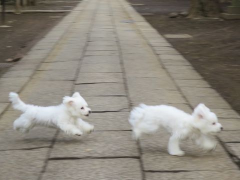 ビションフリーゼフントヒュッテ文京区駒込ビション子犬こいぬ赤ちゃん出産情報ビション父チャンピオン血統毛量オス子犬おんなのこ東京ビション画像性格かわいい_760.jpg