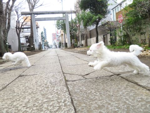 ビションフリーゼフントヒュッテ文京区駒込ビション子犬こいぬ赤ちゃん出産情報ビション父チャンピオン血統毛量オス子犬おんなのこ東京ビション画像性格かわいい_761.jpg