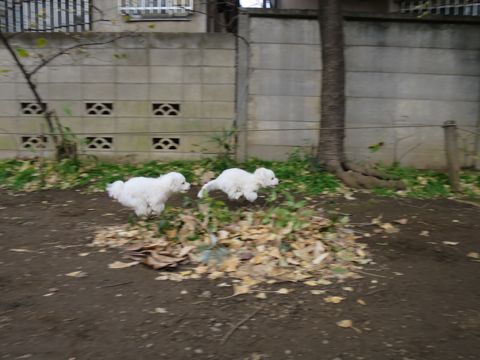 ビションフリーゼフントヒュッテ文京区駒込ビション子犬こいぬ赤ちゃん出産情報ビション父チャンピオン血統毛量オス子犬おんなのこ東京ビション画像性格かわいい_762.jpg