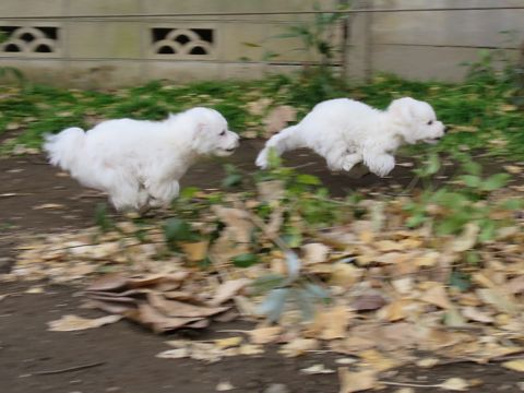 ビションフリーゼフントヒュッテ文京区駒込ビション子犬こいぬ赤ちゃん出産情報ビション父チャンピオン血統毛量オス子犬おんなのこ東京ビション画像性格かわいい_763.jpg