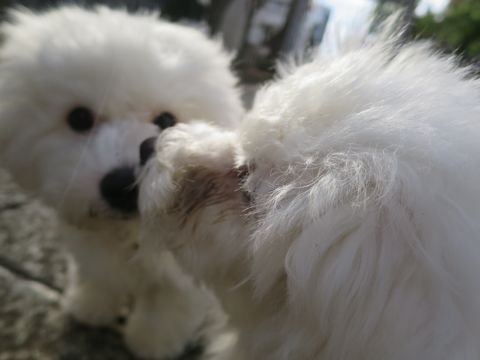 ビションフリーゼフントヒュッテ文京区駒込ビション子犬こいぬ赤ちゃん出産情報ビション父チャンピオン血統毛量オス子犬おんなのこ東京ビション画像性格かわいい_764.jpg