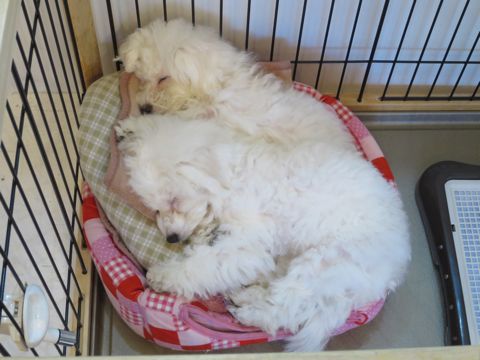 ビションフリーゼフントヒュッテ文京区駒込ビション子犬こいぬ赤ちゃん出産情報ビション父チャンピオン血統毛量オス子犬おんなのこ東京ビション画像性格かわいい_765.jpg