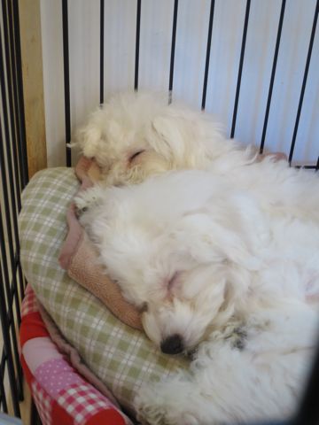 ビションフリーゼフントヒュッテ文京区駒込ビション子犬こいぬ赤ちゃん出産情報ビション父チャンピオン血統毛量オス子犬おんなのこ東京ビション画像性格かわいい_766.jpg