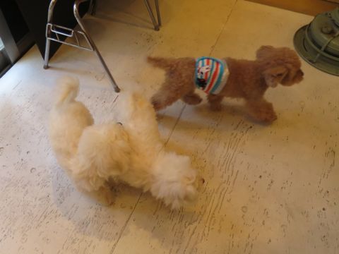 ビションフリーゼフントヒュッテ文京区駒込ビション子犬こいぬ赤ちゃん出産情報ビション父チャンピオン血統毛量オス子犬おんなのこ東京ビション画像性格かわいい_769.jpg