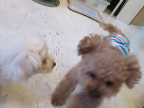 ビションフリーゼフントヒュッテ文京区駒込ビション子犬こいぬ赤ちゃん出産情報ビション父チャンピオン血統毛量オス子犬おんなのこ東京ビション画像性格かわいい_770.jpg