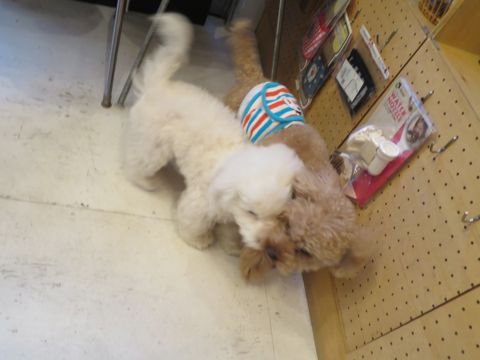 ビションフリーゼフントヒュッテ文京区駒込ビション子犬こいぬ赤ちゃん出産情報ビション父チャンピオン血統毛量オス子犬おんなのこ東京ビション画像性格かわいい_771.jpg